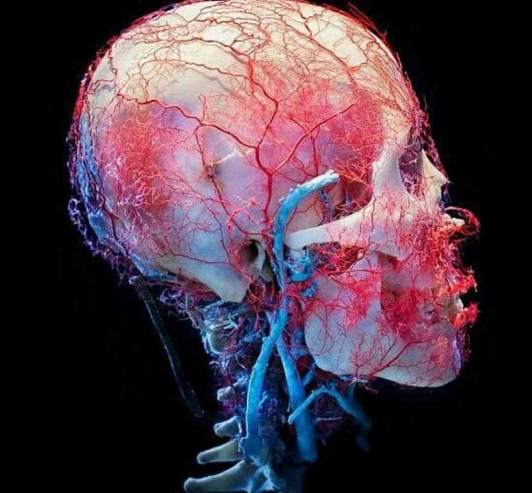 The vascular system of the head is just another confirmation that our body is an amazing and complex mechanism. | MirrorLog